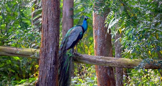 wayanad-wildlife-sanctuary-india-tourism-history